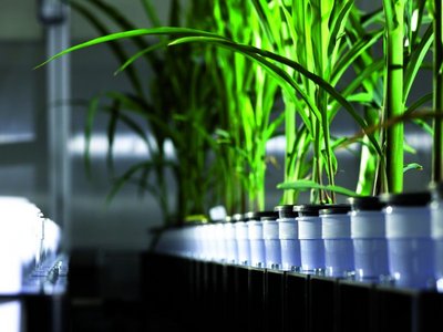 LemnaTecs hochautomatisiertes Prüfsystem Scanalyzer3D für quantitative, zerstörungsfreie Messungen an gezüchteten Nutzpflanzen im Gewächshaus